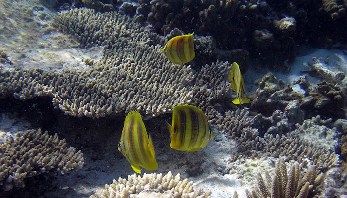 Gold Barred Butterflyfish